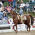 American Saddlebred $2,000 Western Country Pleasure Championship